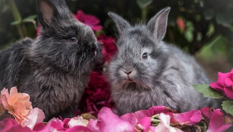 Обои цветы, взгляд, пушистые, ушки, кролик, кролики, flowers, look, fluffy, ears, rabbit, rabbits разрешение 7360x4667 Загрузить