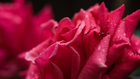Обои цветок, капли, роза, лепестки, капли воды, крупным планом, flower, drops, rose, petals, water drops, closeup разрешение 6016x4016 Загрузить