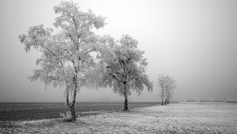 Обои дорога, деревья, снег, зима, поле, березы, иней, road, trees, snow, winter, field, birch, frost разрешение 1920x1200 Загрузить