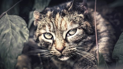Обои глаза, фон, кот, усы, кошка, взгляд, дикая кошка, крупным планом, eyes, background, cat, mustache, look, wild cat, closeup разрешение 1980x1320 Загрузить