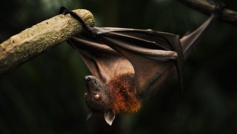 Обои фон, животное, летучая мышь, background, animal, bat разрешение 1920x1200 Загрузить