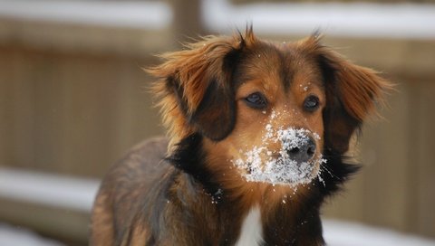 Обои глаза, снег, зима, мордочка, взгляд, собака, уши, eyes, snow, winter, muzzle, look, dog, ears разрешение 2560x1600 Загрузить