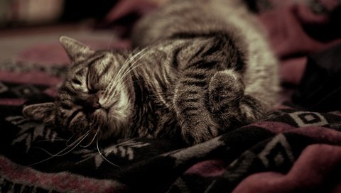 Обои фон, кот, усы, кошка, спит, уют, покрывало, background, cat, mustache, sleeping, comfort, blanket разрешение 1920x1280 Загрузить