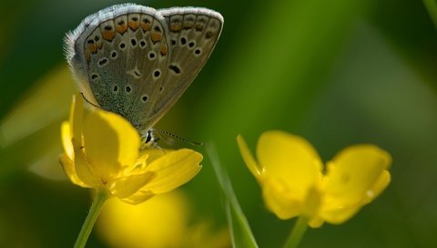 Обои цветы, насекомое, бабочка, крылья, flowers, insect, butterfly, wings разрешение 1920x1200 Загрузить