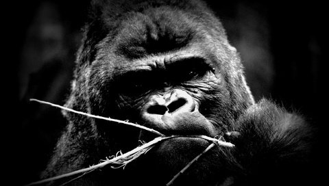 Обои глаза, взгляд, чёрно-белое, животное, обезьяна, горилла, eyes, look, black and white, animal, monkey, gorilla разрешение 2560x1600 Загрузить