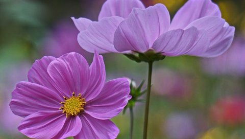 Обои цветы, цветение, лепестки, размытость, стебель, космея, flowers, flowering, petals, blur, stem, kosmeya разрешение 2048x1365 Загрузить