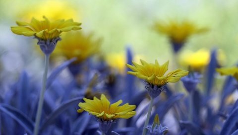 Обои цветы, макро, полевые цветы, боке, flowers, macro, wildflowers, bokeh разрешение 2048x1365 Загрузить