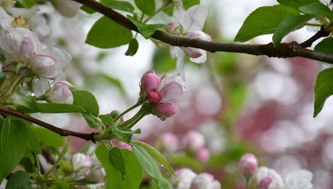 Обои дерево, цветение, весна, яблоня, tree, flowering, spring, apple разрешение 2048x1365 Загрузить