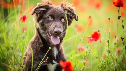 Обои цветы, природа, лето, собака, маки, язык, бордер-колли, flowers, nature, summer, dog, maki, language, the border collie разрешение 1920x1123 Загрузить