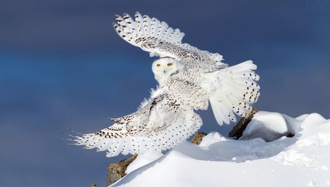 Обои сова, снег, зима, крылья, полярная сова, белая сова, owl, snow, winter, wings, snowy owl, white owl разрешение 1920x1200 Загрузить