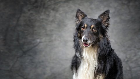Обои взгляд, собака, щенок, колли, шотландская овчарка, look, dog, puppy, collie, scottish shepherd разрешение 2048x1285 Загрузить