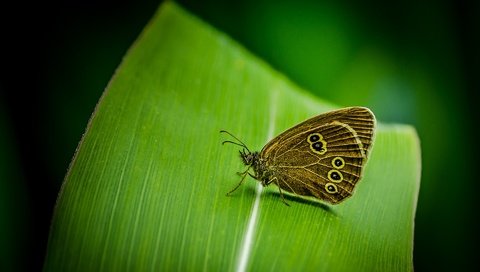 Обои насекомое, бабочка, крылья, лист, растение, insect, butterfly, wings, sheet, plant разрешение 1920x1200 Загрузить