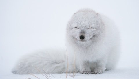 Обои снег, зима, хищник, песец, полярная лисица, арктическая лиса, snow, winter, predator, fox, polar fox, arctic fox разрешение 2500x1664 Загрузить