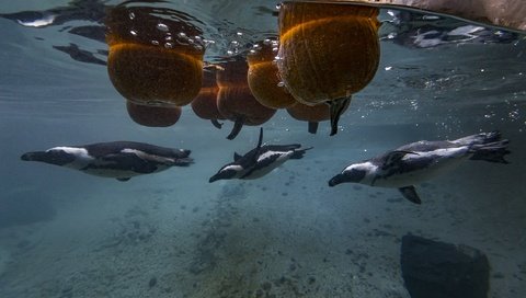 Обои птицы, под водой, пингвин, пингвины, тыквы, birds, under water, penguin, penguins, pumpkin разрешение 2250x1500 Загрузить