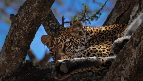 Обои глаза, дерево, мордочка, взгляд, леопард, большая кошка, eyes, tree, muzzle, look, leopard, big cat разрешение 1920x1080 Загрузить