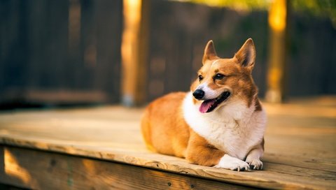 Обои взгляд, собака, друг, вельш-корги, корги, look, dog, each, welsh corgi, corgi разрешение 1920x1080 Загрузить