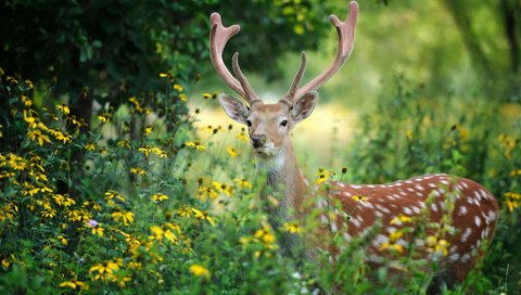 Обои цветы, деревья, лес, олень, рога, volodymyr burdyak, flowers, trees, forest, deer, horns разрешение 1920x1200 Загрузить