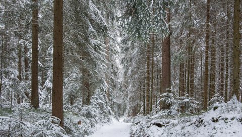 Обои деревья, guido de kleijn, река, снег, природа, лес, зима, стволы, тропинка, trees, river, snow, nature, forest, winter, trunks, path разрешение 3840x2400 Загрузить