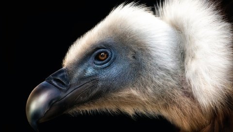 Обои птица, клюв, черный фон, перья, стервятник, bird, beak, black background, feathers, vulture разрешение 2500x1737 Загрузить
