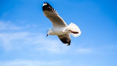 Обои небо, полет, крылья, чайка, птица, the sky, flight, wings, seagull, bird разрешение 5002x3334 Загрузить