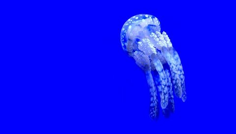 Обои вода, море, медуза, подводный мир, water, sea, medusa, underwater world разрешение 4032x3024 Загрузить