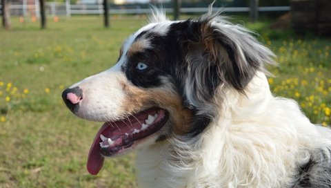 Обои собака, голубые глаза, язык, австралийская овчарка, dog, blue eyes, language, australian shepherd разрешение 6016x4000 Загрузить