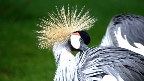 Обои птицы, птица, перья, журавль, венценосный журавль, birds, bird, feathers, crane, crowned crane разрешение 3465x2308 Загрузить