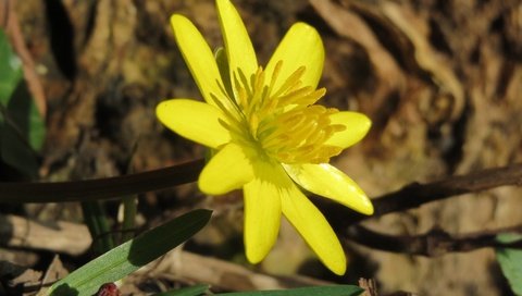 Обои желтый, цветок, лепестки, весна, лютик, ficaria verna, чистяк весенний, yellow, flower, petals, spring, buttercup, the chistyakov spring разрешение 3648x2736 Загрузить