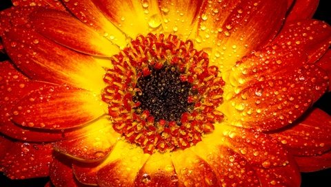 Обои природа, цветок, роса, капли, лепестки, растение, гербера, nature, flower, rosa, drops, petals, plant, gerbera разрешение 6000x4000 Загрузить