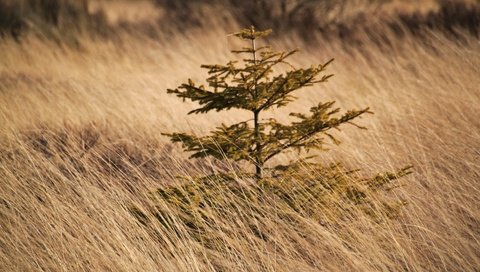 Обои трава, природа, дерево, пейзаж, поле, осень, растение, grass, nature, tree, landscape, field, autumn, plant разрешение 4752x3168 Загрузить