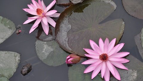 Обои цветение, отражение, цветок, пруд, вьетнам, водяная лилия, flowering, reflection, flower, pond, vietnam, water lily разрешение 4288x2848 Загрузить