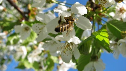 Обои небо, пчела, природа, дерево, цветение, насекомое, весна, вишня, растение, the sky, bee, nature, tree, flowering, insect, spring, cherry, plant разрешение 2272x1704 Загрузить