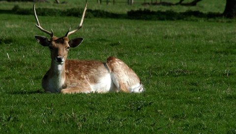 Обои трава, олень, парк, рога, белохвостый олень, grass, deer, park, horns, white-tailed deer разрешение 1920x1335 Загрузить