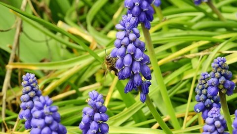 Обои цветы, трава, природа, насекомое, весна, пчела, мускари, виноградный гиацинт, flowers, grass, nature, insect, spring, bee, muscari, grape hyacinth разрешение 4608x3456 Загрузить
