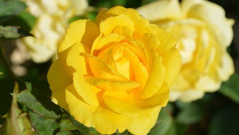 Обои цветы, розы, лепестки, бутон, желтые, flowers, roses, petals, bud, yellow разрешение 6016x4000 Загрузить