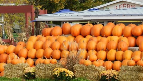 Обои рынок, осень, урожай, овощи, тыквы, тыква, market, autumn, harvest, vegetables, pumpkin разрешение 1920x1227 Загрузить