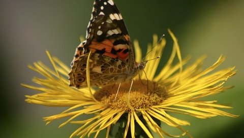 Обои насекомое, цветок, бабочка, крылья, растение, девясил, insect, flower, butterfly, wings, plant, nard разрешение 3072x2048 Загрузить