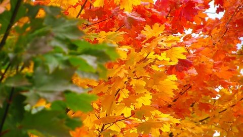 Обои природа, дерево, листья, осень, клен, кленовый лист, nature, tree, leaves, autumn, maple, maple leaf разрешение 2272x1704 Загрузить
