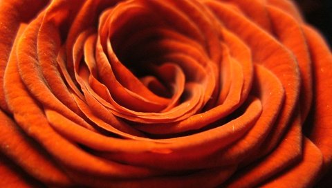 Обои цветок, роза, лепестки, оранжевая, крупным планом, flower, rose, petals, orange, closeup разрешение 3648x2736 Загрузить