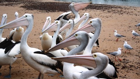 Обои пеликаны, pelicans разрешение 3888x2134 Загрузить