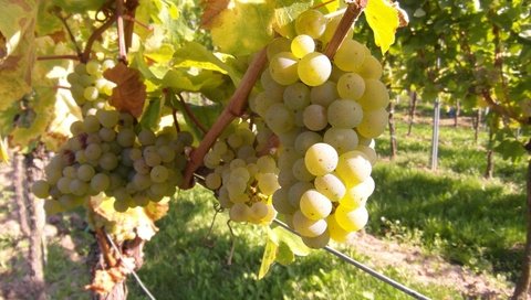 Обои виноград, фрукты, растение, кустарник, виноградная лоза, виноградник, grapes, fruit, plant, shrub, vine, vineyard разрешение 4096x3072 Загрузить