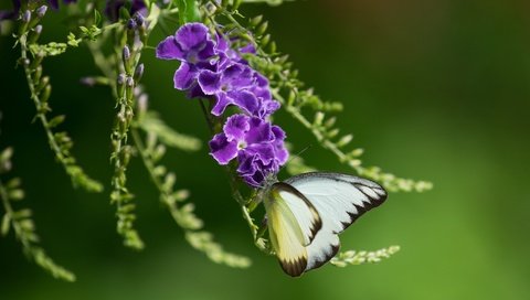 Обои насекомое, фон, бабочка, крылья, фиолетовые цветы, дуранта, insect, background, butterfly, wings, purple flowers, duranta разрешение 2048x1365 Загрузить