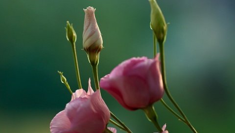 Обои цветы, бутоны, макро, фон, стебли, эустома, flowers, buds, macro, background, stems, eustoma разрешение 2048x1365 Загрузить