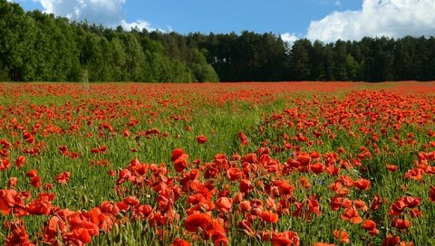 Обои цветы, деревья, солнце, поле, лето, красные, маки, flowers, trees, the sun, field, summer, red, maki разрешение 2112x1200 Загрузить