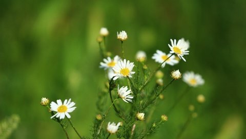 Обои цветы, зелень, фон, лето, ромашки, flowers, greens, background, summer, chamomile разрешение 1920x1280 Загрузить