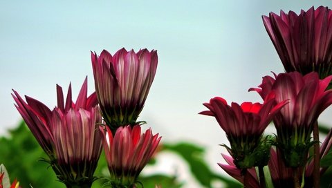 Обои цветы, бутоны, лепестки, боке, остеоспермум, flowers, buds, petals, bokeh, osteospermum разрешение 4406x3585 Загрузить