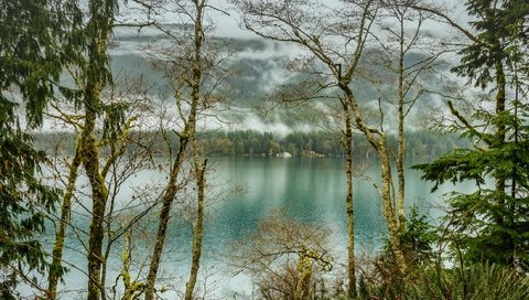 Обои деревья, озеро, лес, туман, сша, olympic national park, lake crescent, национальный парк олимпик, trees, lake, forest, fog, usa разрешение 2200x1425 Загрузить