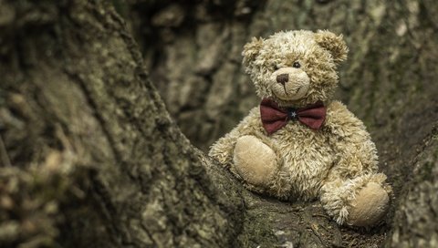 Обои дерево, медведь, игрушка, медвежонок, плюшевый мишка, tree, bear, toy, teddy bear разрешение 2048x1365 Загрузить