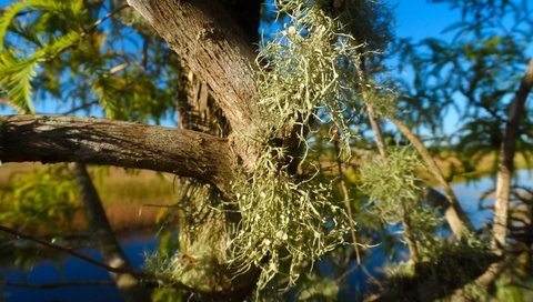 Обои дерево, листья, мох, ствол, растение, крупным планом, tree, leaves, moss, trunk, plant, closeup разрешение 4320x3240 Загрузить