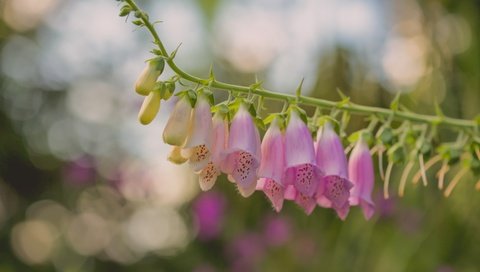 Обои цветы, макро, боке, дигиталис, наперстянка, paula w, flowers, macro, bokeh, digitalis разрешение 2400x1606 Загрузить